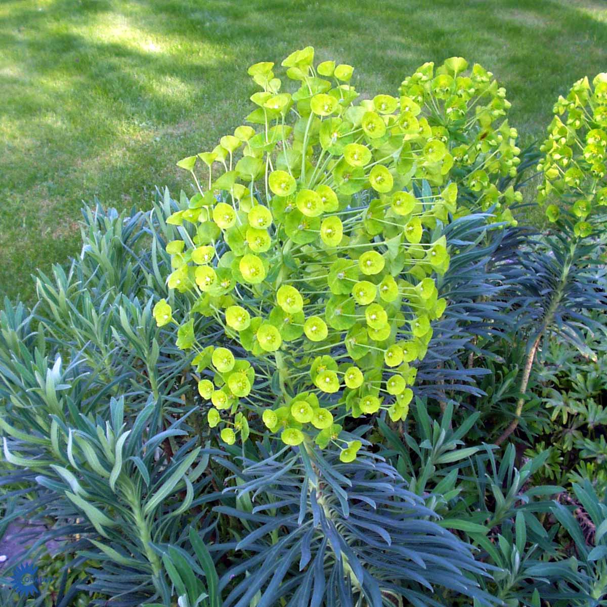 Bilde av Euphorbia characias wulfenii-Spanne Plantesalg