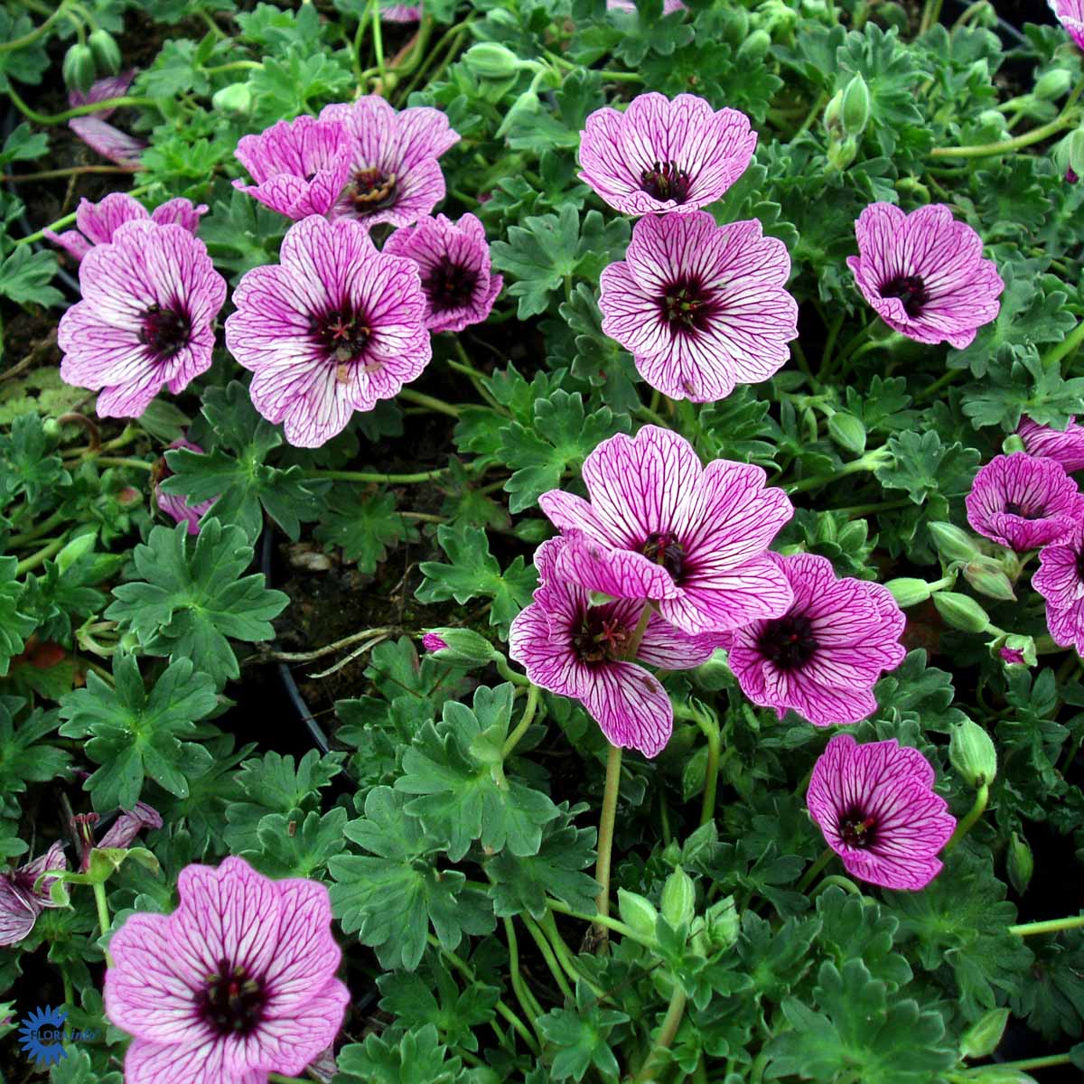 Bilde av Geranium cin. 'Laurence Flatman'-Spanne Plantesalg