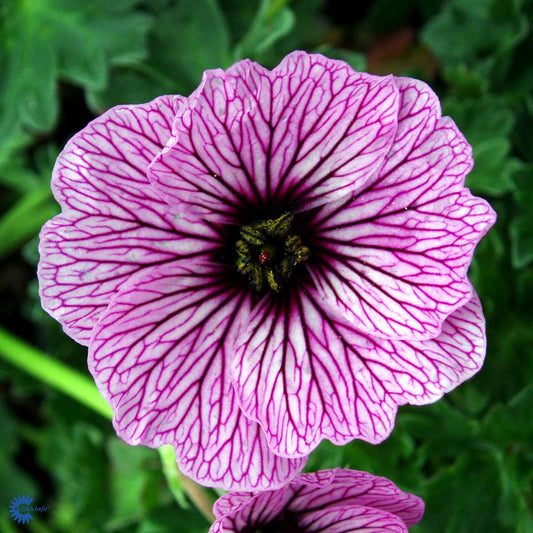 Bilde av Geranium cin. 'Ballerina'-Spanne Plantesalg