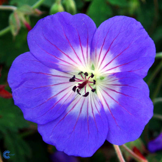 Bilde av Geranium 'Rozanne' ®-Spanne Plantesalg