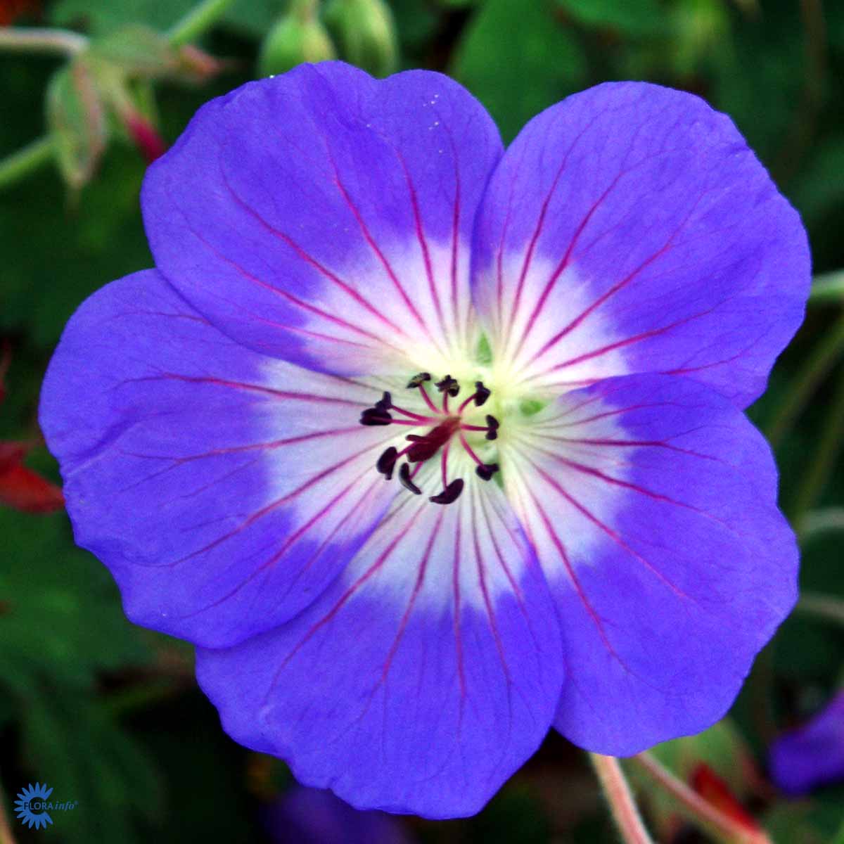 Bilde av Geranium Rozanne©-Spanne Plantesalg