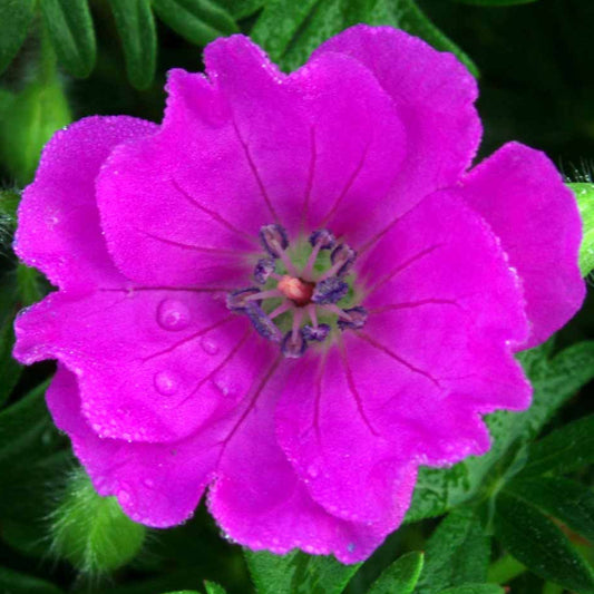 Bilde av Geranium Sanguineum Max Frei-Spanne Plantesalg