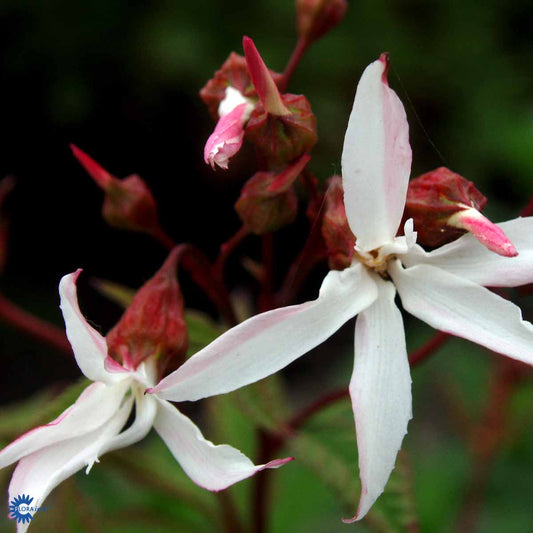 Bilde av Gillenia trifoliata-Spanne Plantesalg