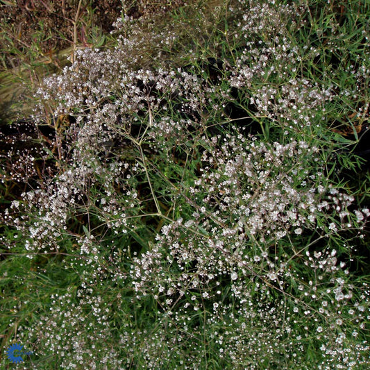 Bilde av Gypsophila paniculata-Spanne Plantesalg