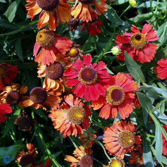 Bilde av Helenium 'Moerheim Beauty'-Spanne Plantesalg