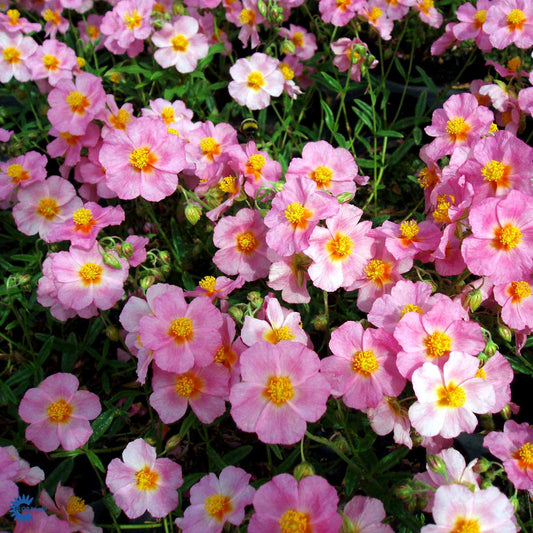 Bilde av Helianthemum 'Lawrenzons Pink'-Spanne Plantesalg