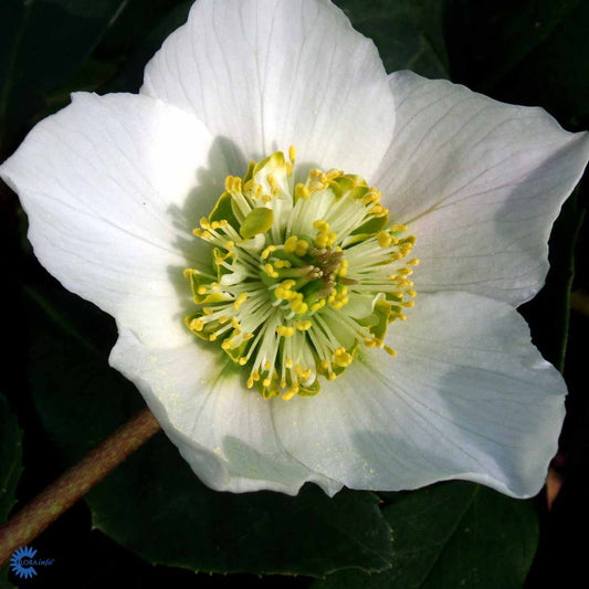 Bilde av Helleborus n. 'Praecox'-Spanne Plantesalg