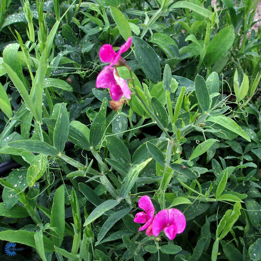 Bilde av Lathyrus latifolius 'Red Pearl'-Spanne Plantesalg