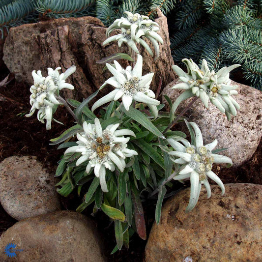 Bilde av Leontopodium alpinum-Spanne Plantesalg