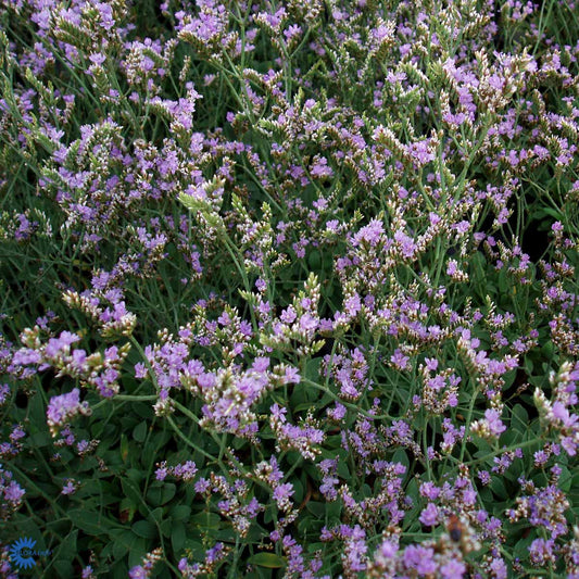 Bilde av Limonium latifolium-Spanne Plantesalg