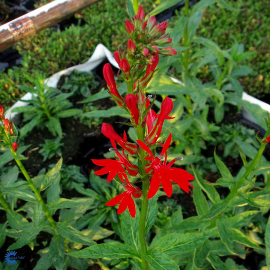 Bilde av Lobelia cardinalis-Spanne Plantesalg