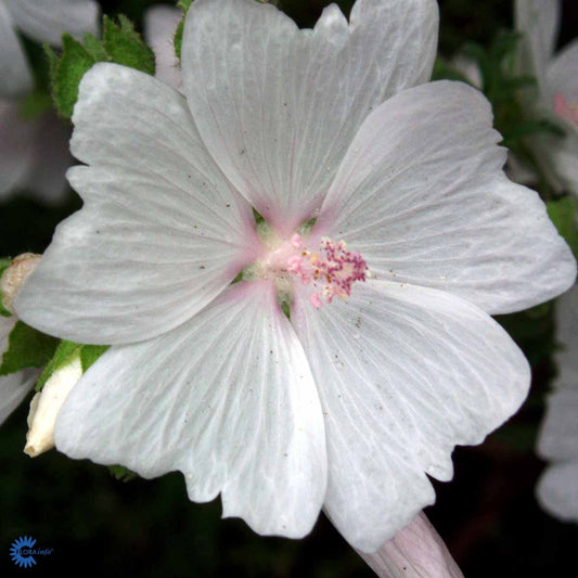 Bilde av Malva moschata 'Alba'-Spanne Plantesalg