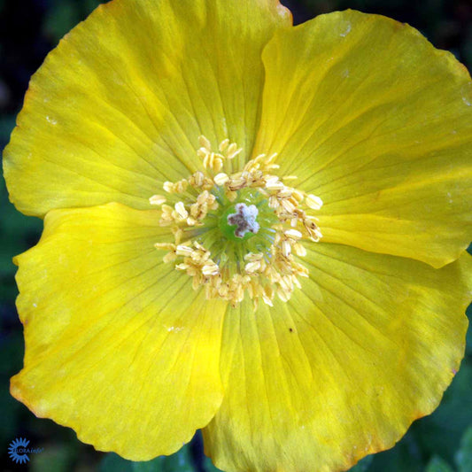 Bilde av Meconopsis cambrica-Spanne Plantesalg