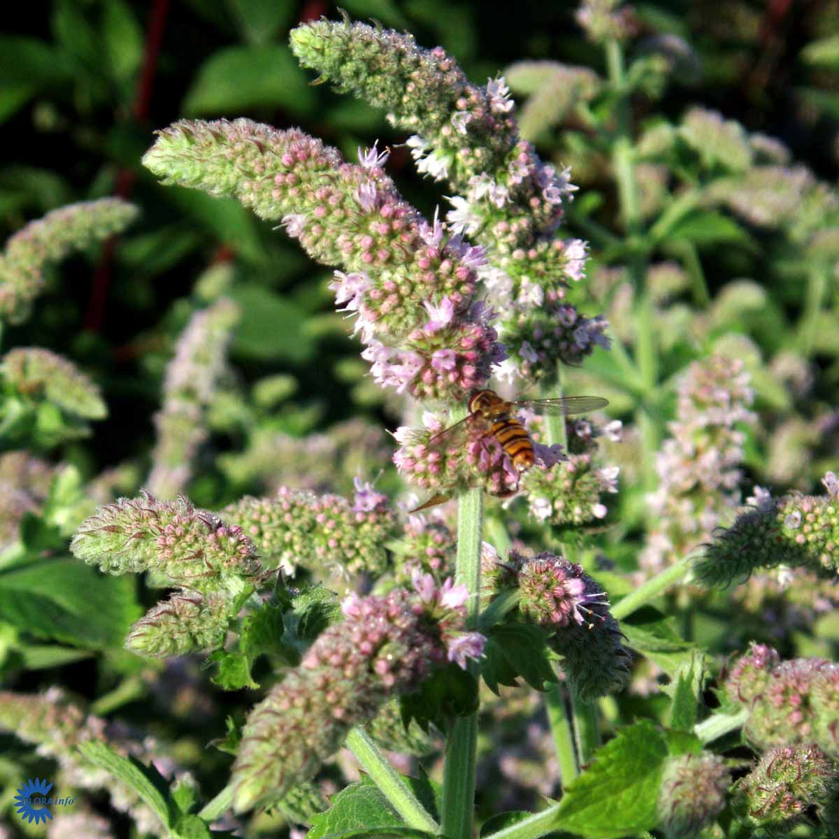 Bilde av Mentha suaveolens 'Applemint'-Spanne Plantesalg