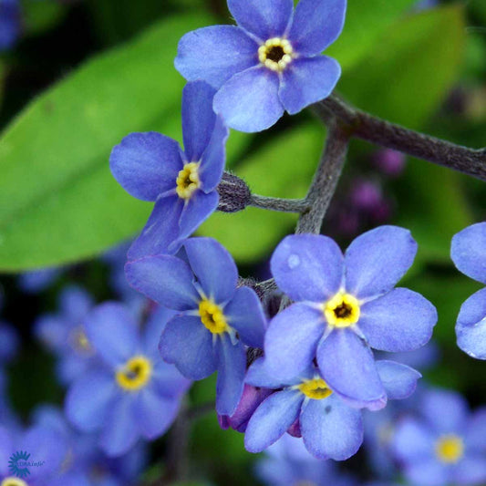 Bilde av Myosotis alpestris 'Indigo Compact'-Spanne Plantesalg