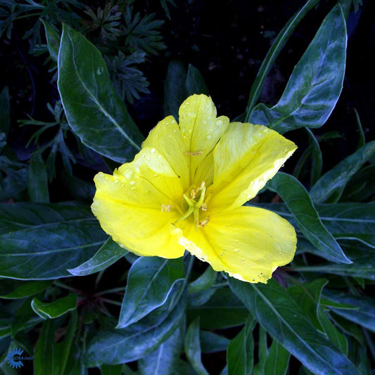 Bilde av Oenothera macrocarpa-Spanne Plantesalg