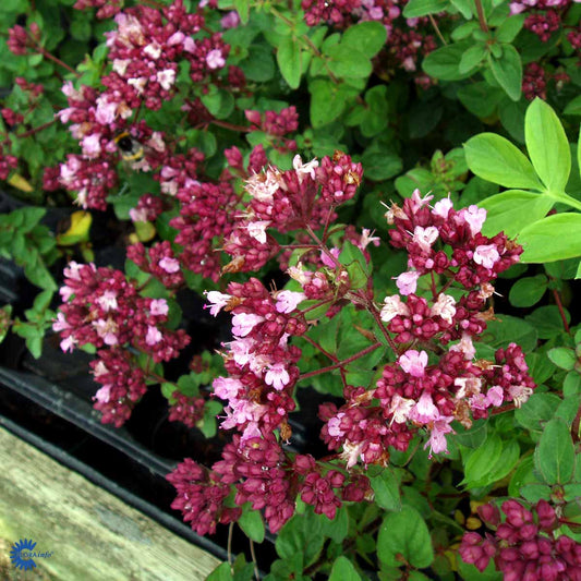 Bilde av Origanum 'Rosenkuppel'-Spanne Plantesalg