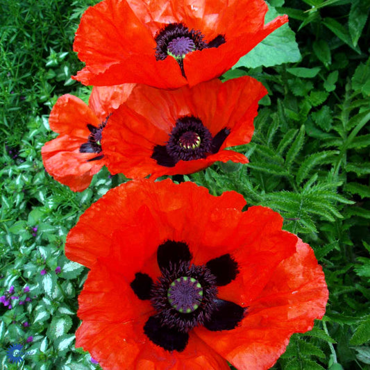 Bilde av Papaver or. 'Beauty of Livermere'-Spanne Plantesalg