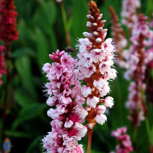 Bilde av Persicaria Affinis Darjeeling Red-Spanne Plantesalg