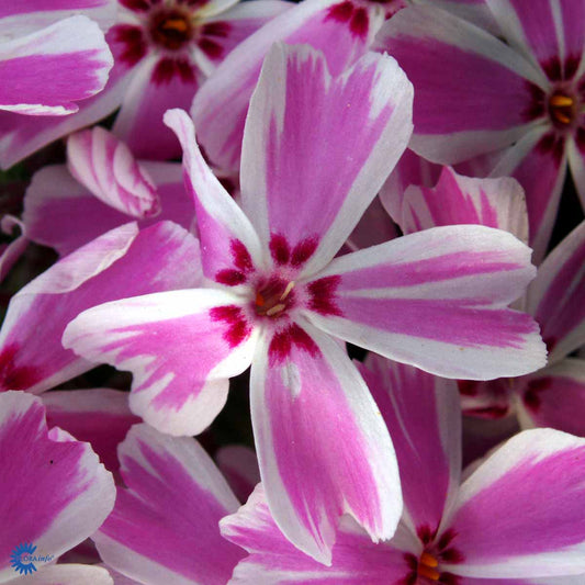 Bilde av Phlox (S) Candy Stripes-Spanne Plantesalg