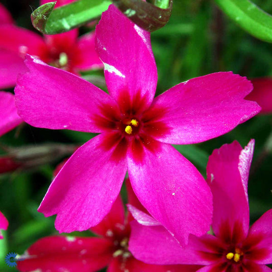 Bilde av Phlox (S) 'Scarlet Flame'-Spanne Plantesalg