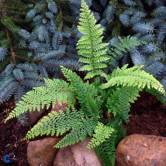 Bilde av Polystichum set. 'Plumoso-densum'-Spanne Plantesalg