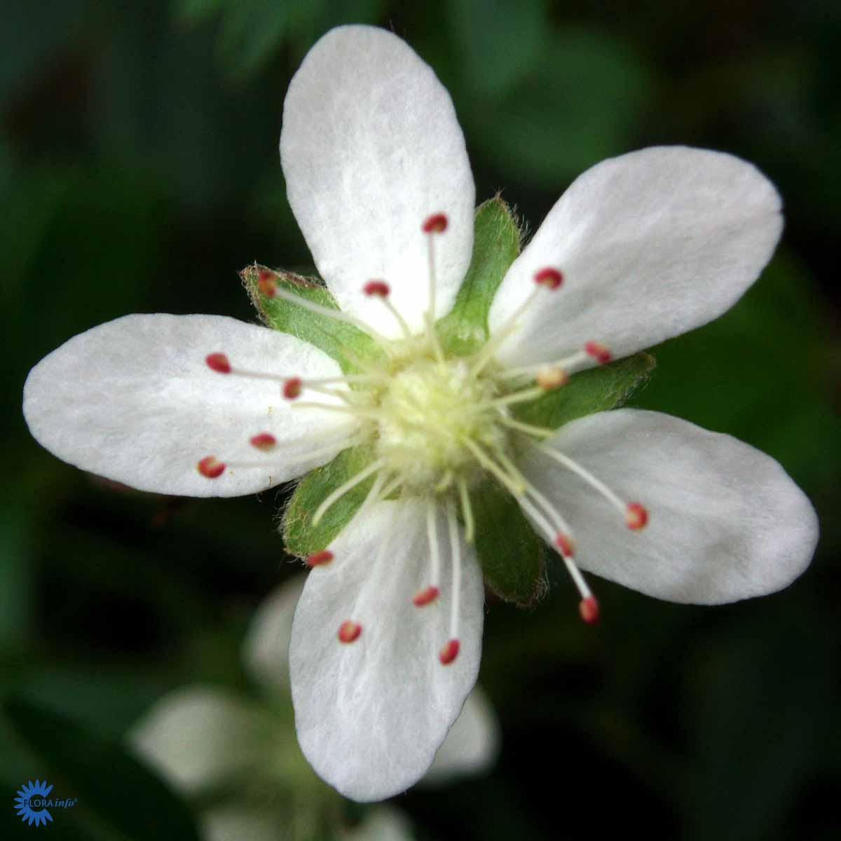 Bilde av Potentilla tridentata 'Nuuk'-Spanne Plantesalg