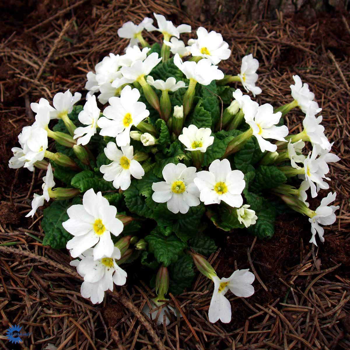 Bilde av Primula (J) 'Schneekissen'-Spanne Plantesalg