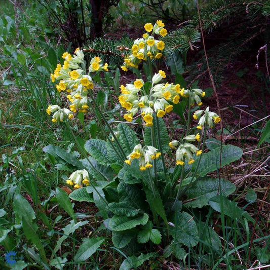 Bilde av Primula veris-Spanne Plantesalg
