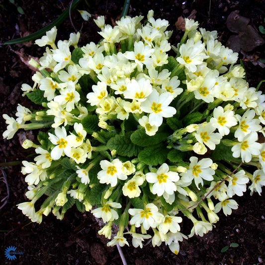 Bilde av Primula vulgaris-Spanne Plantesalg