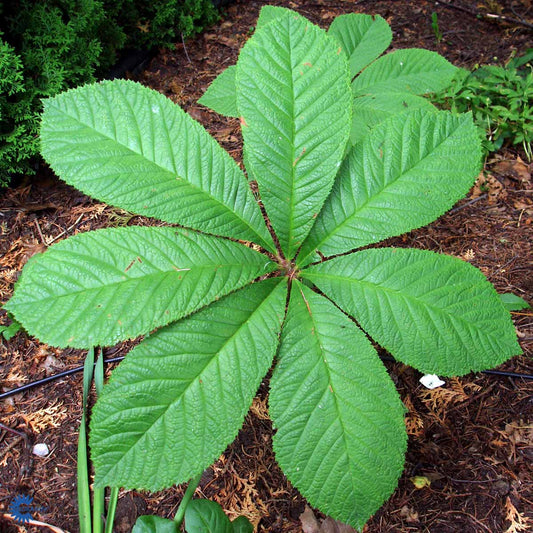 Bilde av Rodgersia aesculifolia-Spanne Plantesalg