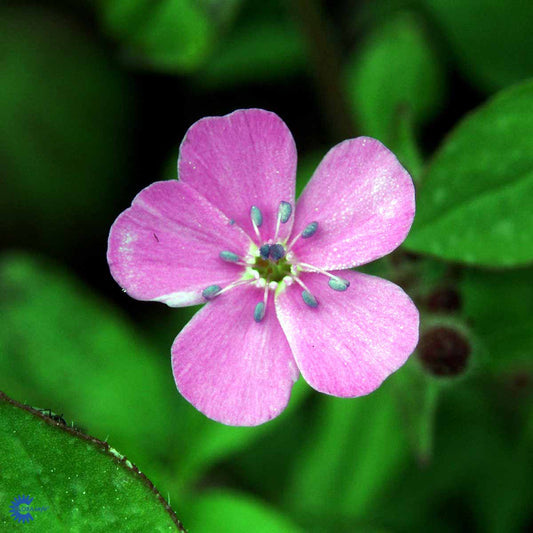 Bilde av Saponaria ocymoides-Spanne Plantesalg