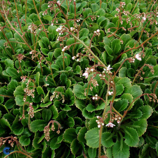 Bilde av Saxifraga urbium-Spanne Plantesalg