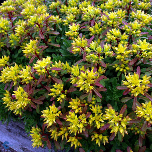 Bilde av Sedum flor. 'Weihenstephaner Gold'-Spanne Plantesalg