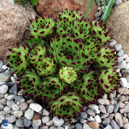 Bilde av Sempervivum calc. 'Mrs Giuseppi'-Spanne Plantesalg