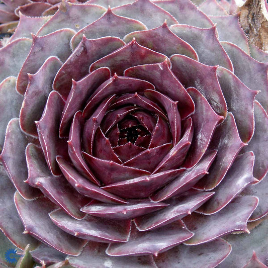 Bilde av Sempervivum 'Feldmaier'-Spanne Plantesalg