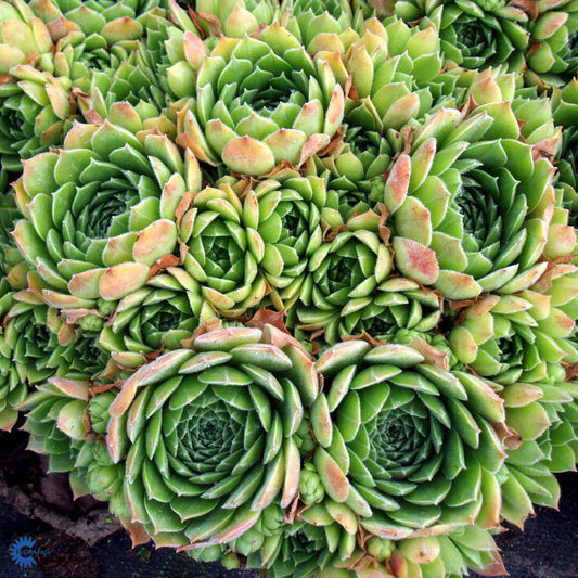 Bilde av Sempervivum grandiflorum-Spanne Plantesalg