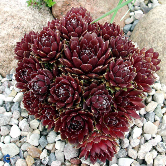 Bilde av Sempervivum 'Silberkarneol'-Spanne Plantesalg