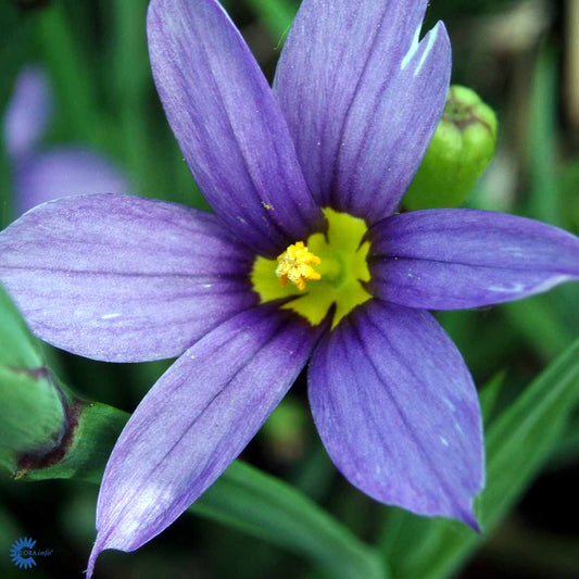 Bilde av Sisyrinchium angustifolium-Spanne Plantesalg