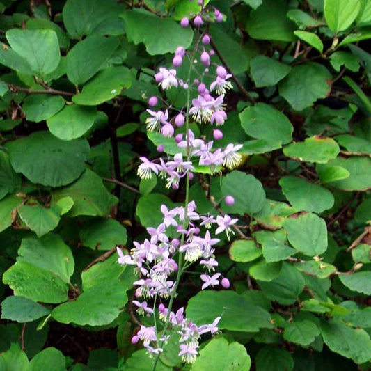 Bilde av Thalictrum delavayi-Spanne Plantesalg