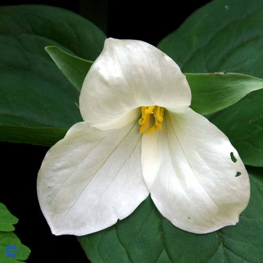 Bilde av Trillium grandiflorum-Spanne Plantesalg