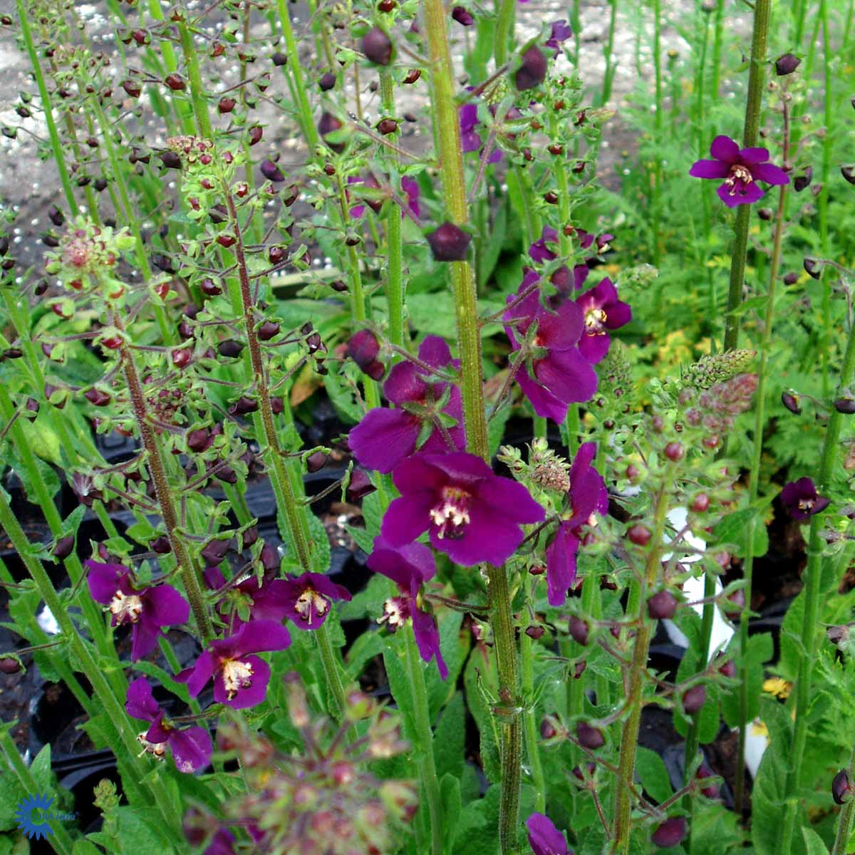 Bilde av Verbascum phoenic. 'Violetta'-Spanne Plantesalg