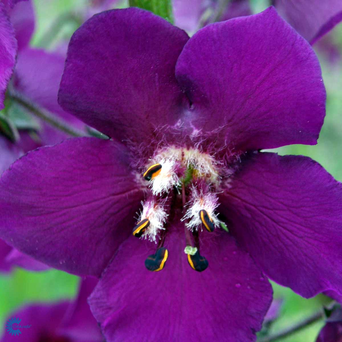 Bilde av Verbascum phoenic. 'Violetta'-Spanne Plantesalg