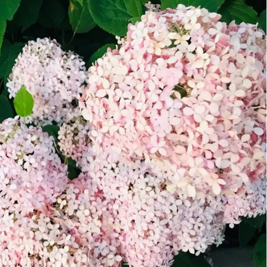 Bilde av Hydrangea a. Candybell Marshmallowe-Spanne Plantesalg