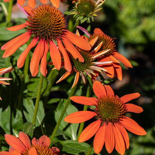 Bilde av Echinacea Lakota Orange-Spanne Plantesalg