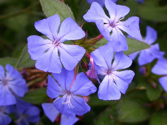 Bilde av Ceratostigma willmottianum-Spanne Plantesalg