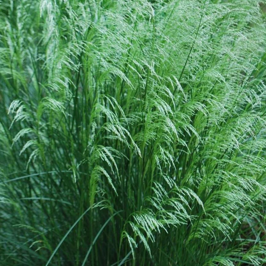 Bilde av Deschampsia cespitosa-Spanne Plantesalg