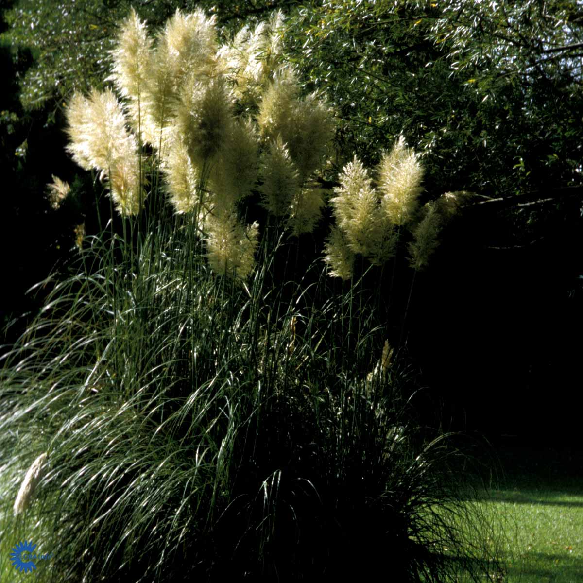 Bilde av Cortaderia selloana-Spanne Plantesalg