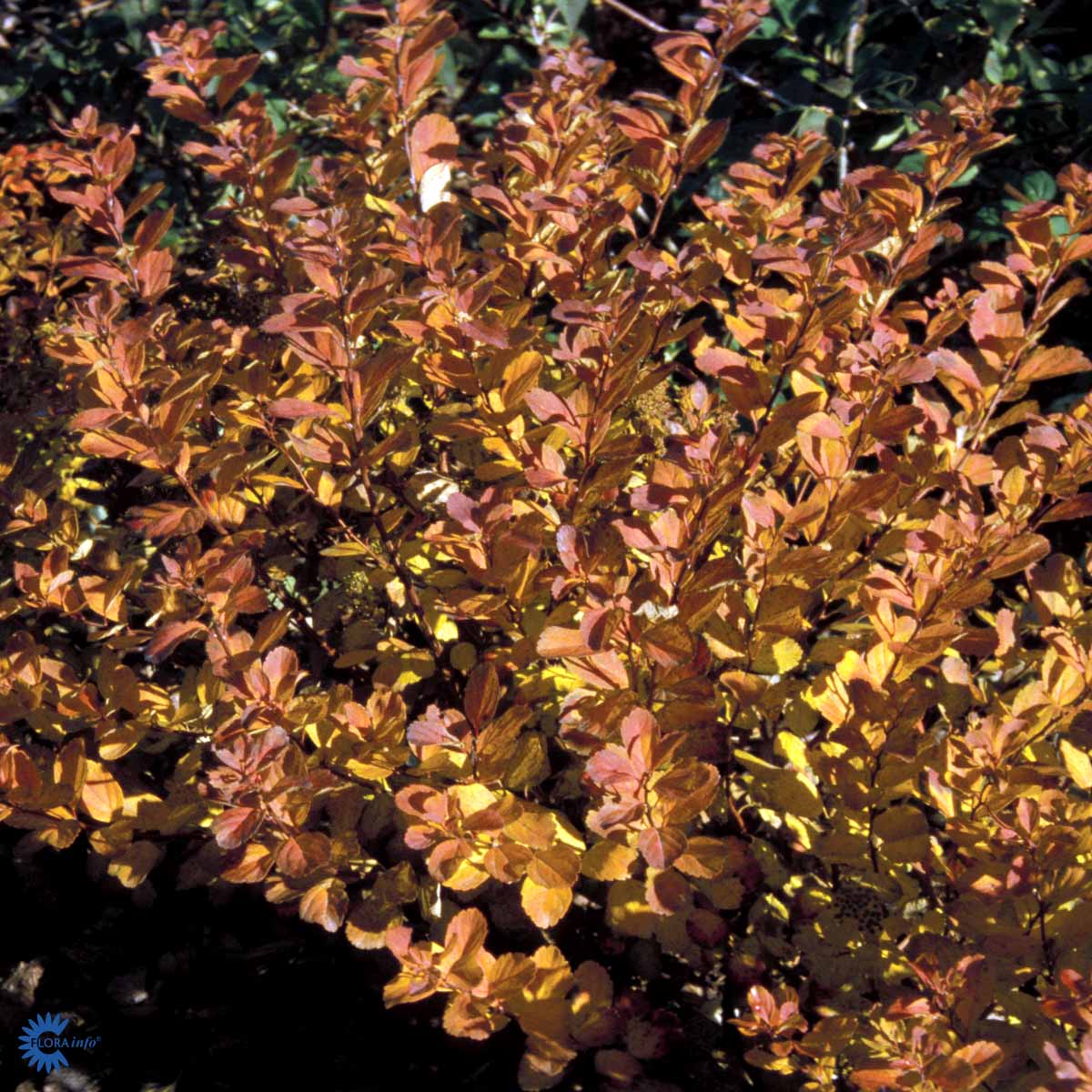 Bilde av Spiraea betulifolia 'Tor'-Spanne Plantesalg