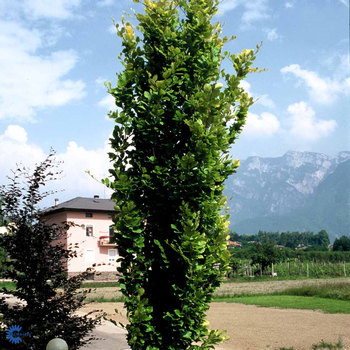 Bilde av Fagus sylvatica 'Dawyck Gold'-Spanne Plantesalg